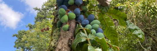 The Wild Rainforest Fruit Behind  PLUM-P